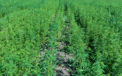 Can farming hemp help fight climate change?