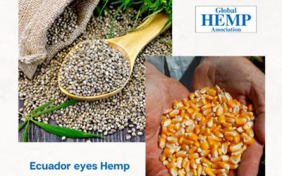 Ecuador eyes hemp grain to replace corn in feed for shrimp