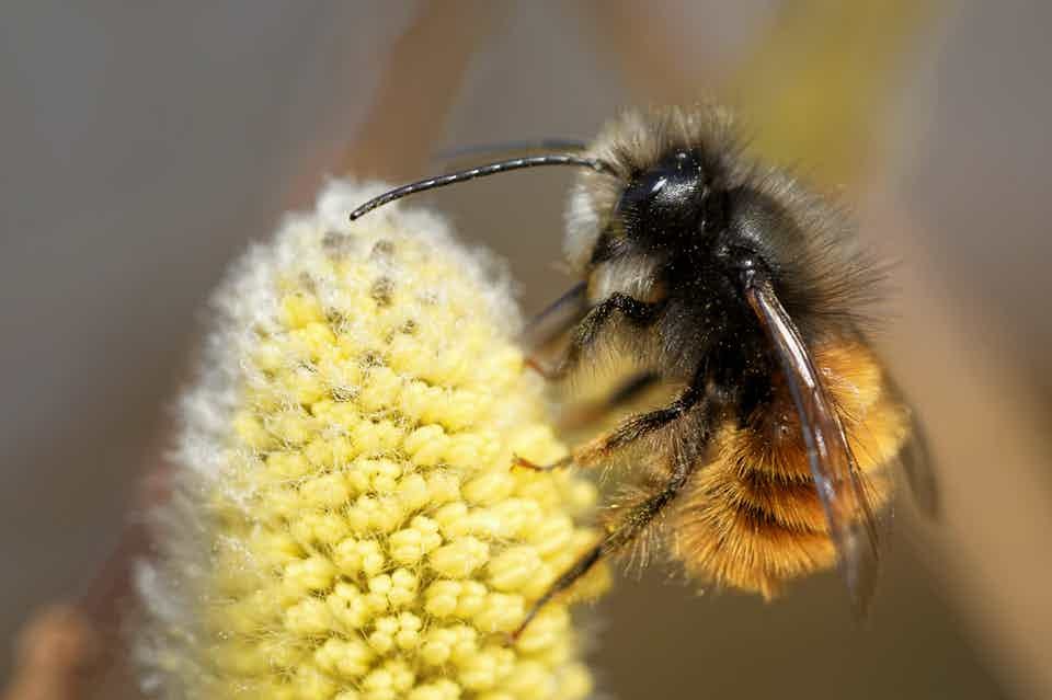 hemp helping bee population