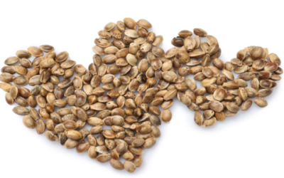 Health Benefits of Hemp Hearts – Ingredients for Your Next Food Product