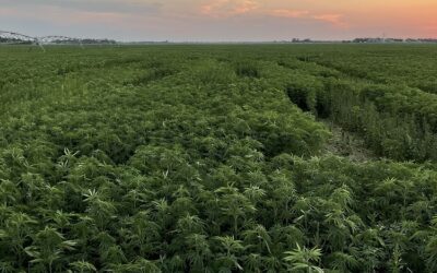 Hemp Fiber Trials Expected to Yield Important New Insights for Young Industry