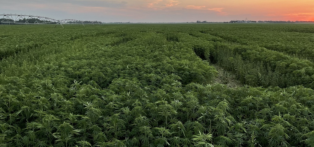 Hemp Fiber Trials Expected to Yield Important New Insights for Young Industry