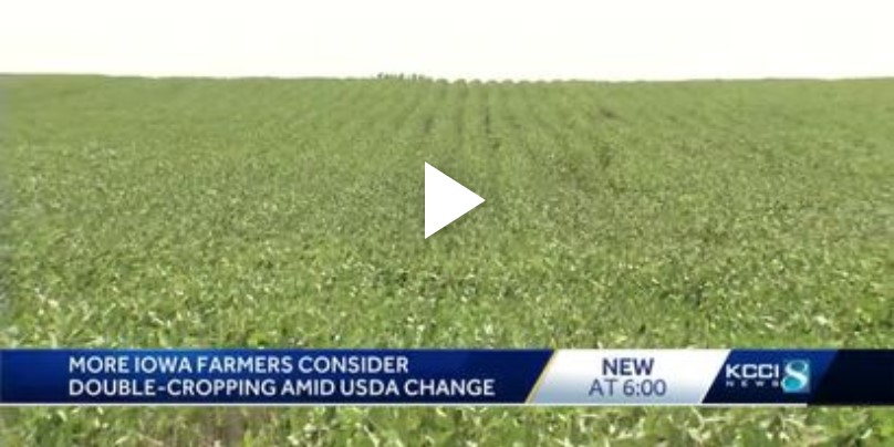 More Iowa farmers consider double-cropping amid USDA change